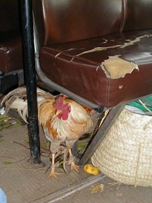 Inesperado compañero de viaje