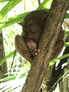 Philippine Tarsier Sanctuary, isla de Bohol