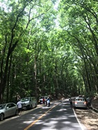 Bilar Man Made Forest, isla de Bohol