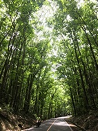 Bilar Man Made Forest, isla de Bohol