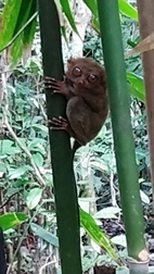 Philippine Tarsier Sanctuary, isla de Bohol