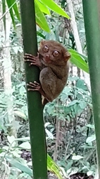 Philippine Tarsier Sanctuary, isla de Bohol