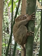 Philippine Tarsier Sanctuary, isla de Bohol