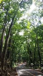 Bilar Man Made Forest, isla de Bohol
