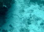 Serpiente anillada, buceando en la isla de Malapascua