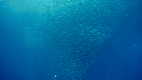 Banco de sardinas, buceando con Amigos Dive Centre
