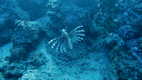 Lionfish, buceando con Amigos Dive Centre