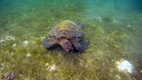 Tortuga vista haciendo snorkel, Moalboal