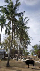 Interior de la isla de Pamilacan