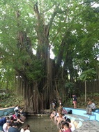 Ancient Balete Tree