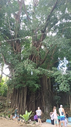Ancient Balete Tree