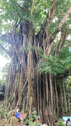 Ancient Balete Tree