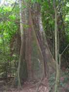 Canopy Walk