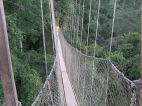 Canopy Walk