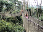 Canopy Walk