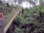Canopy Walk