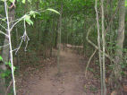 Frondosa selva tropical