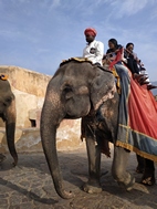 Acceso en elefante al Amber Fort, Jaipur