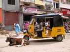 De vacas sagradas y rickshaws