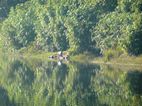 Periyar National Park