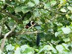 Periyar National Park