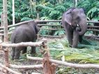Elephant Junction