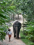 Elephant Junction