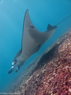 Manta Point (Kurang Makassar Besar), Komodo NP