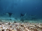 Manta Point (Kurang Makassar Besar), Komodo NP
