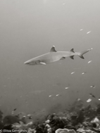 Whitetip shark, Komodo NP
