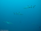 Whitetip sharks, Komodo NP