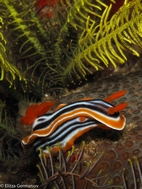 Nudibranquio, Komodo NP