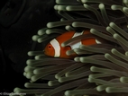 Clown anemonefish, Komodo NP