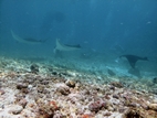 Manta Point (Kurang Makassar Besar), Komodo NP