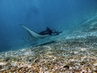 Manta Point (Kurang Makassar Besar), Komodo NP