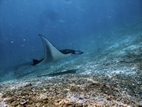 Manta Point (Kurang Makassar Besar), Komodo NP
