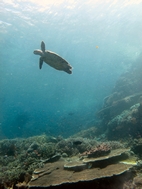 Tortuga Hawksbill, Komodo NP