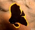 Pinnate batfish