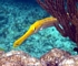 Trumpetfish