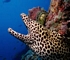 Black spotted moray eel
