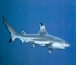 Blacktip shark