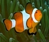Clown anemonefish
