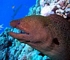 Giant moray eel