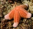 Granulated sea star