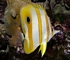Butterflyfish