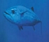 Dogtooth tuna