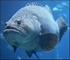 Grouperfish