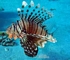 Lionfish