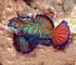Mandarin fish