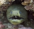 Moray eel